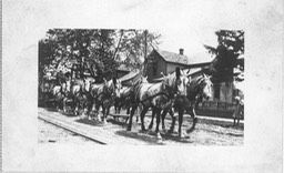 441_PC-FIRE-HORSE-TEAM